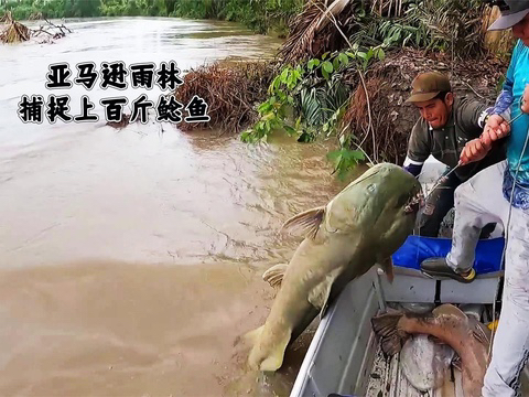 亚马逊雨林用野生水果,捕获上百斤巨型鲶鱼,身长达1.5米!