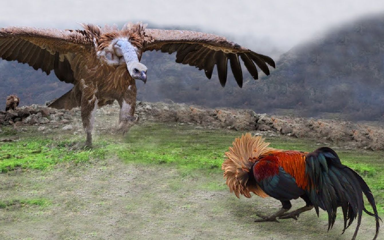 老鹰是天空之王,却不得不在与公鸡的较量中惨败,公鸡中的战斗机!