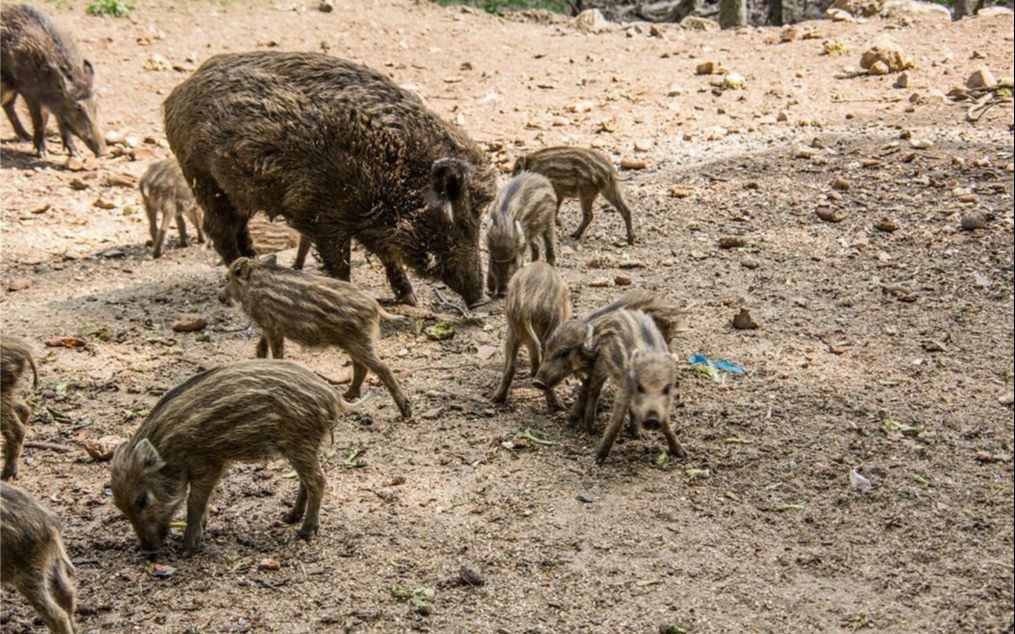 澳大利亚又一动物泛滥成灾,比澳洲人口都还多,中国吃货:他们缺个中国