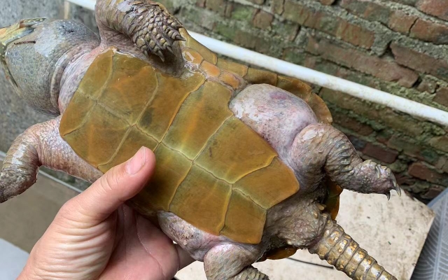 我的3斤头6的种龟死了.