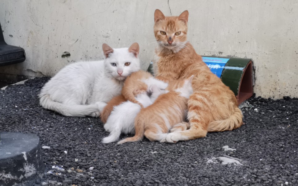 【猫咪】下班跑去看看猫咪一家子_哔哩哔哩 (゜-゜)つロ 干杯~-bili