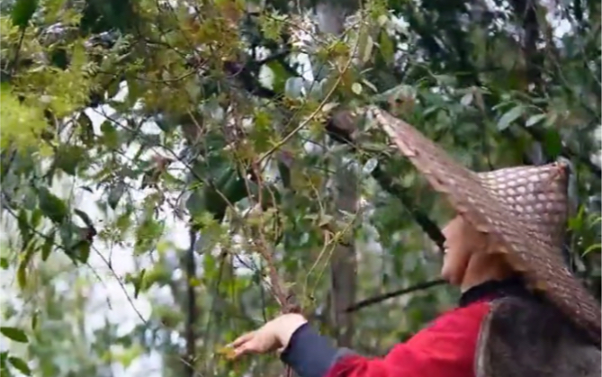 [图]青箬笠，绿蓑衣，斜风细雨不须归。藤茶---大自然的回馈，小喝一口静气凝神。