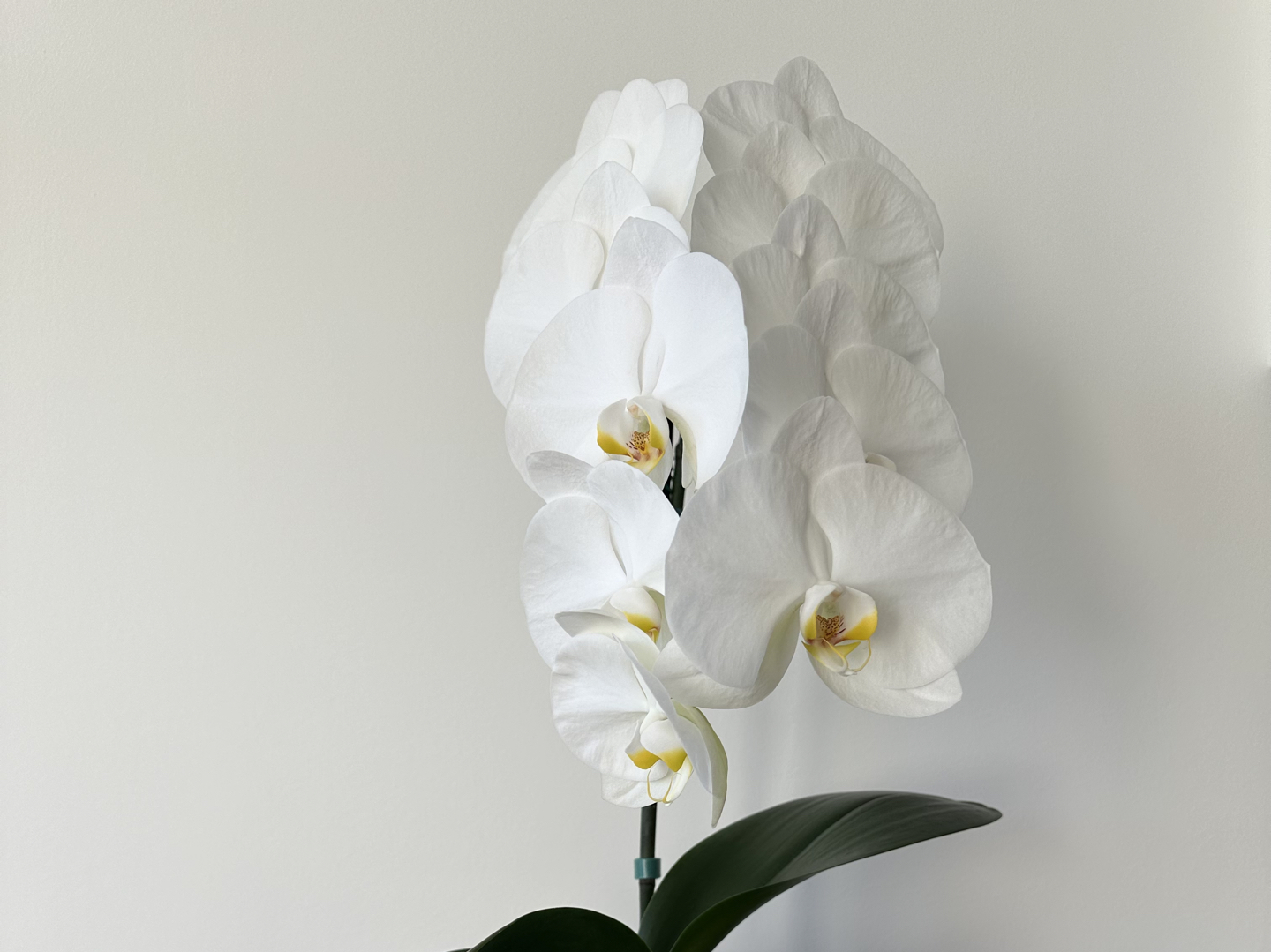 复花的大白v3蝴蝶兰