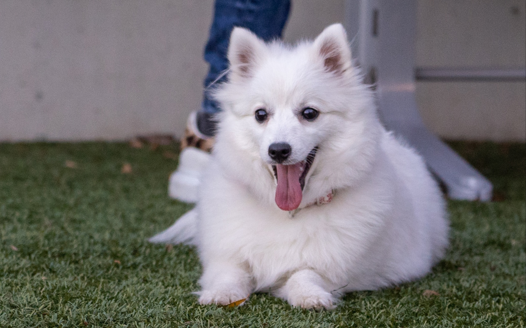 生长在土澳的小小白色银狐糯米的点滴～简直不要太可爱