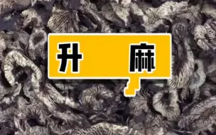 Download Video: 【中草药 1】本草之升麻~~中药之升麻~（医学科普，仅供参考~）