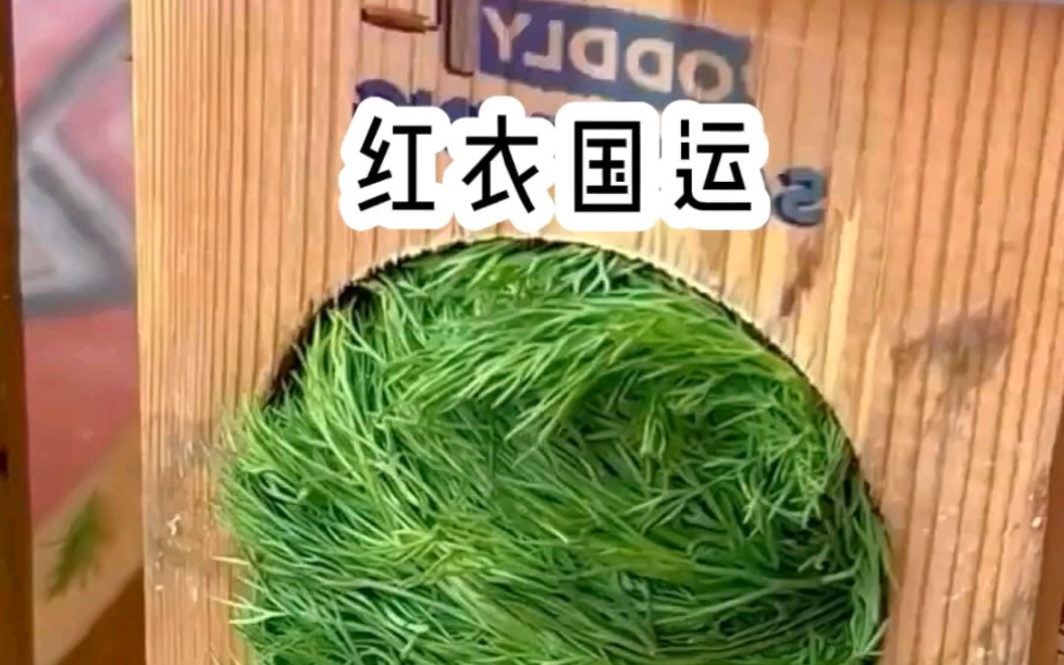 [图]《红衣国运》