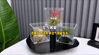 Télécharger la video: 有空气就能生长的植物，真的是好看又神奇，这种植物太适合不会养殖又有情调的姐妹啦