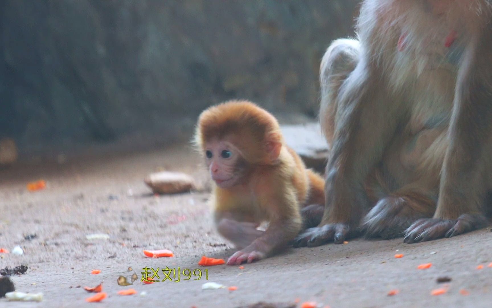 金娃机灵聪明,头从下驮着走,猴妈爱不释手哔哩哔哩bilibili