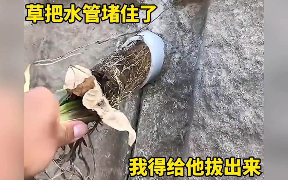 [图]草把水管堵住了，我得给他拔出来