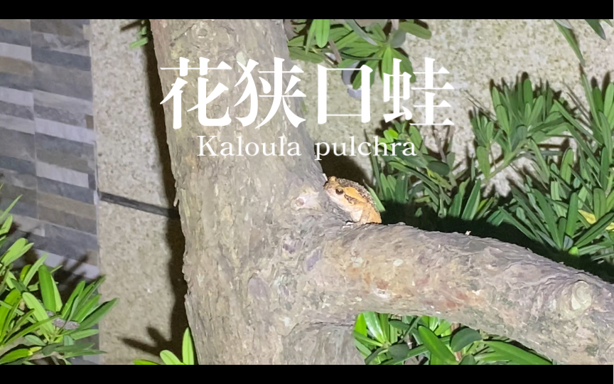 kaloula pulchra 花狭口蛙 | 前庭夜游