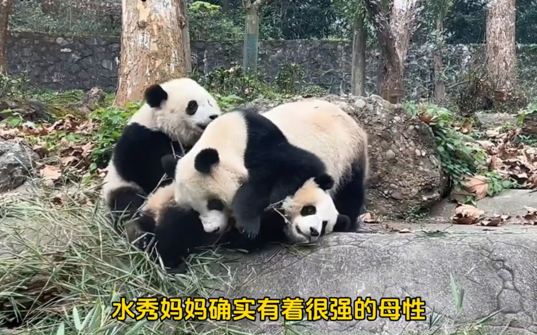 17 大熊猫水秀有着较强的母性 ,也是11个孩子的妈妈, 为这种熊猫种群