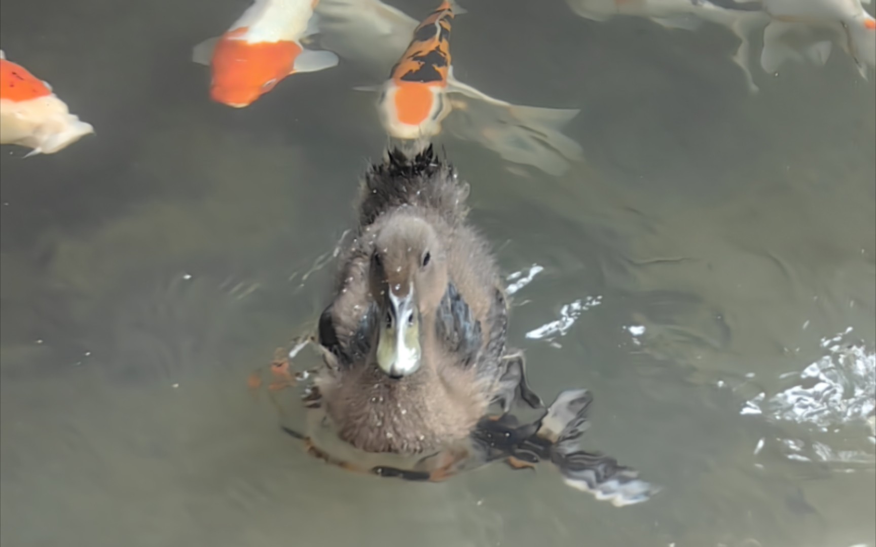 [图]鸭儿浮水