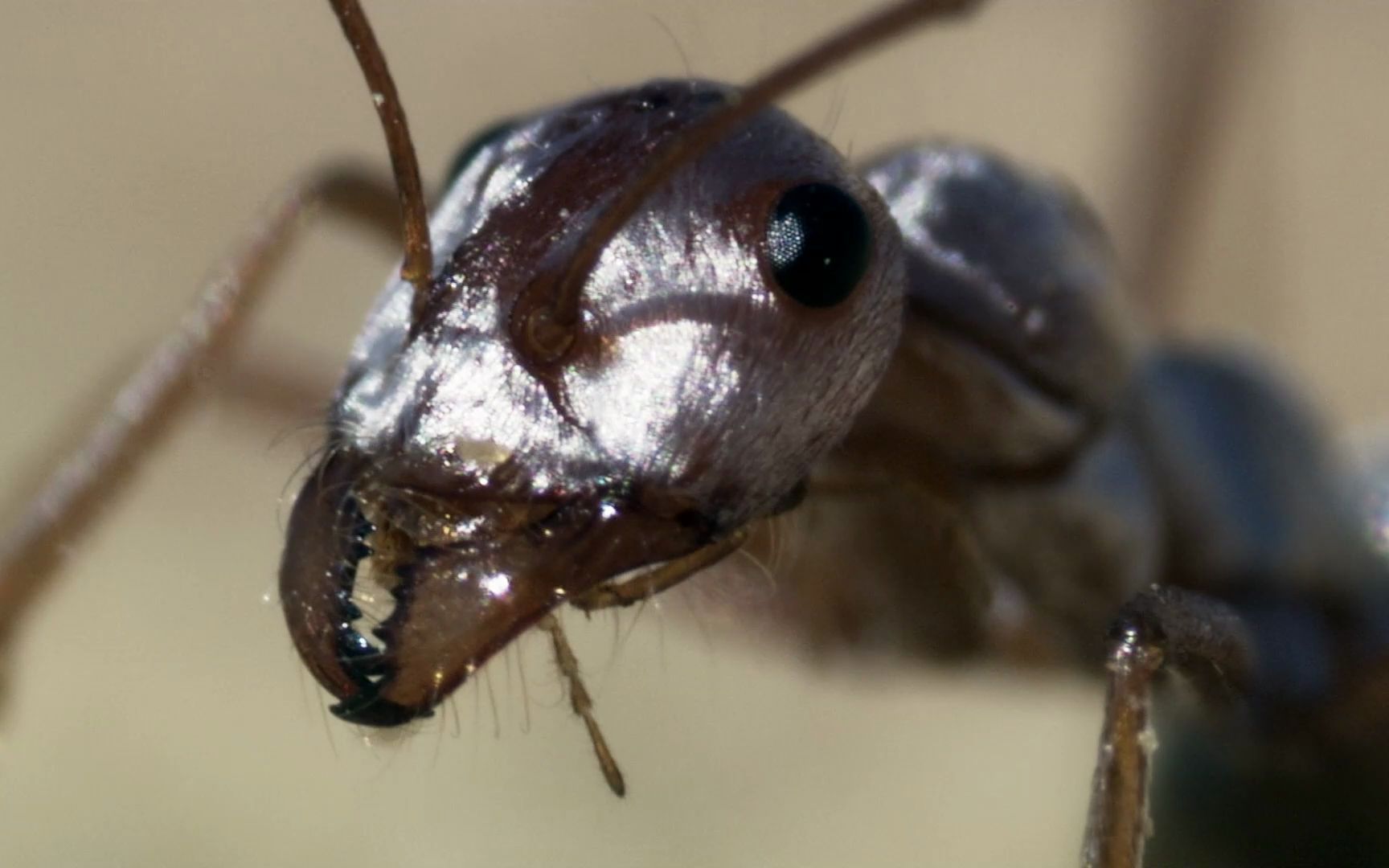 能耐受70°高温的非洲银蚁 | bbc《非洲》