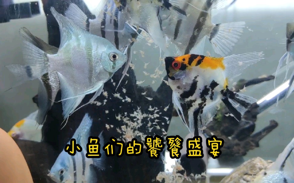 冷冻丰年虾小鱼们的最爱刚到货就赶紧喂鱼看看我养了多少鱼