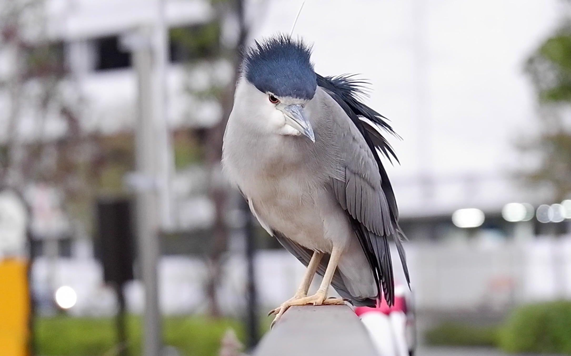 想睡觉的炸毛夜鹭