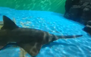 下载视频: 上海海洋水族馆之旅