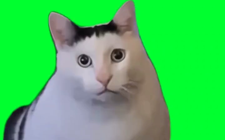 bruh猫绿幕素材