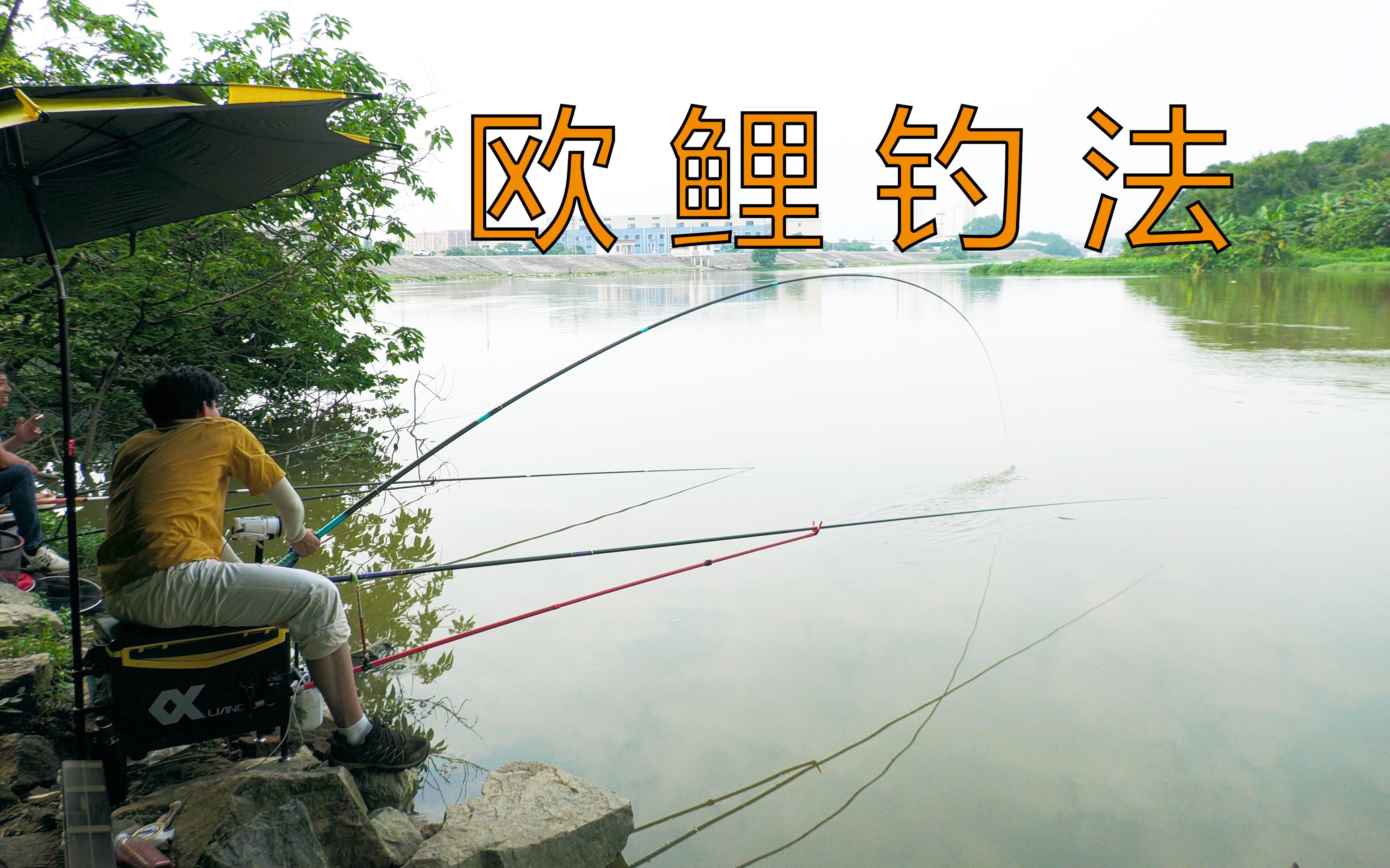 欧鲤钓法初体验