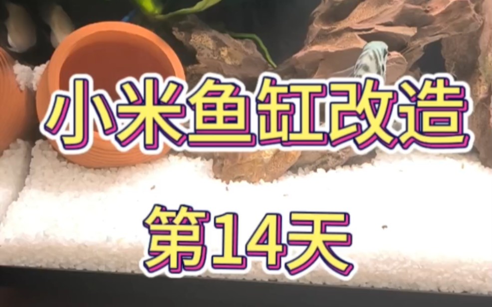 小米鱼缸改造过滤双水泵「新手养鱼」第十四天哔哩哔哩bilibili