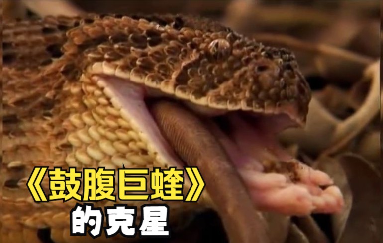 非洲十二杀手之鼓腹巨蝰