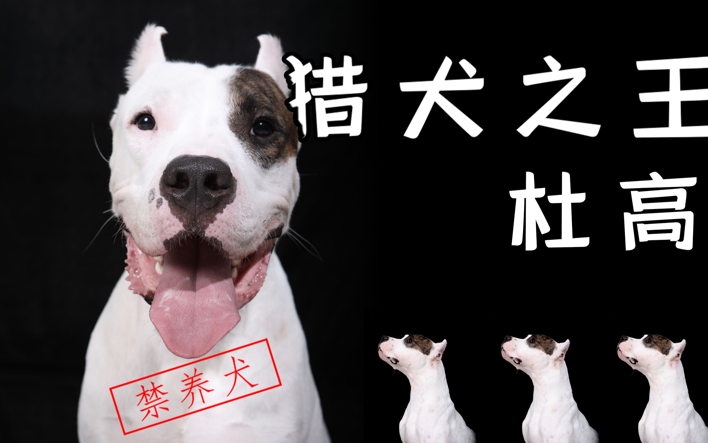 【猛犬系列】用来猎取狮子的'猎犬之王'杜高犬!憨厚的外表下,暗藏着高冷的内心!哔哩哔哩bilibili