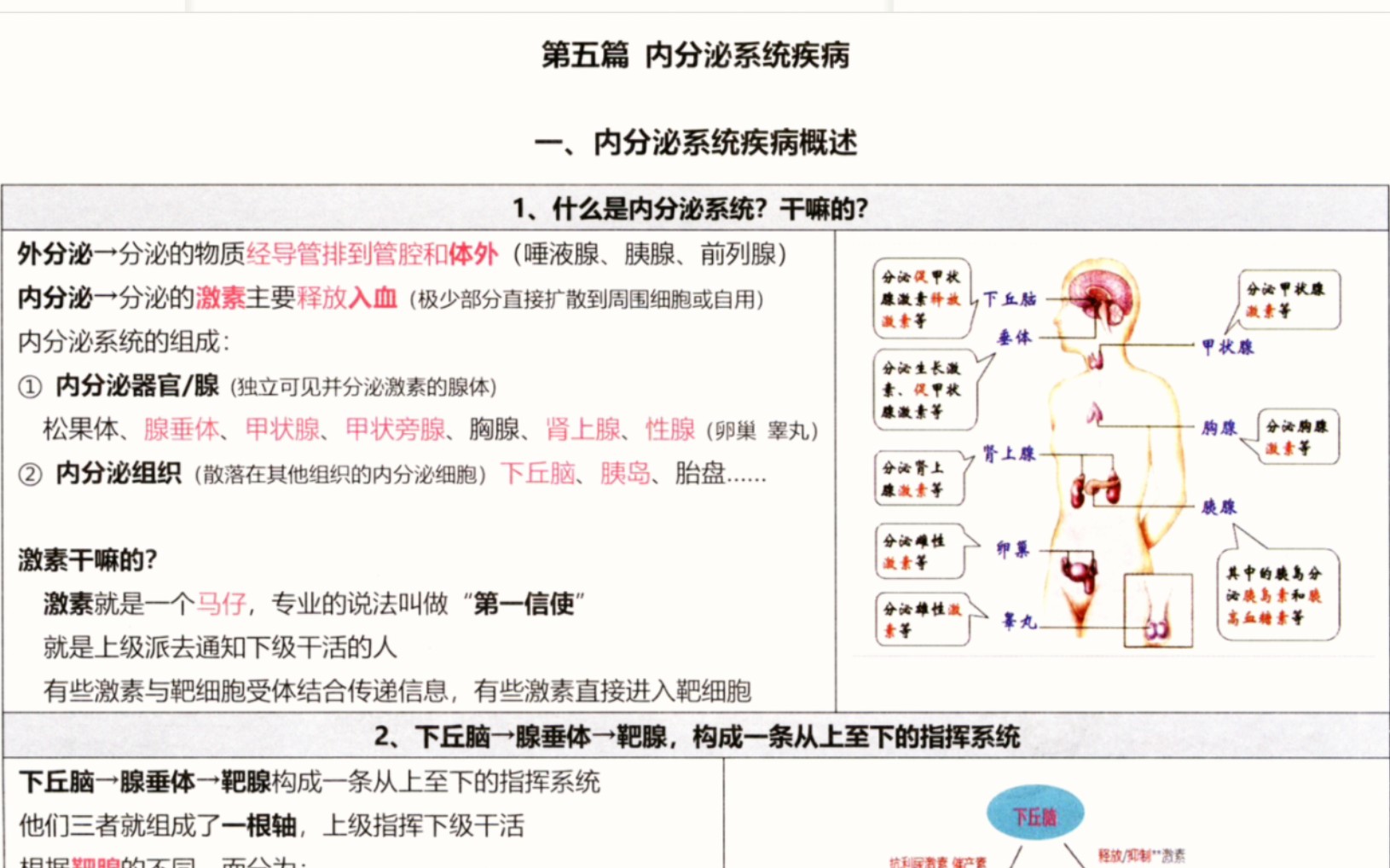 [图]内分泌系统大汇总·一起学习·为你读