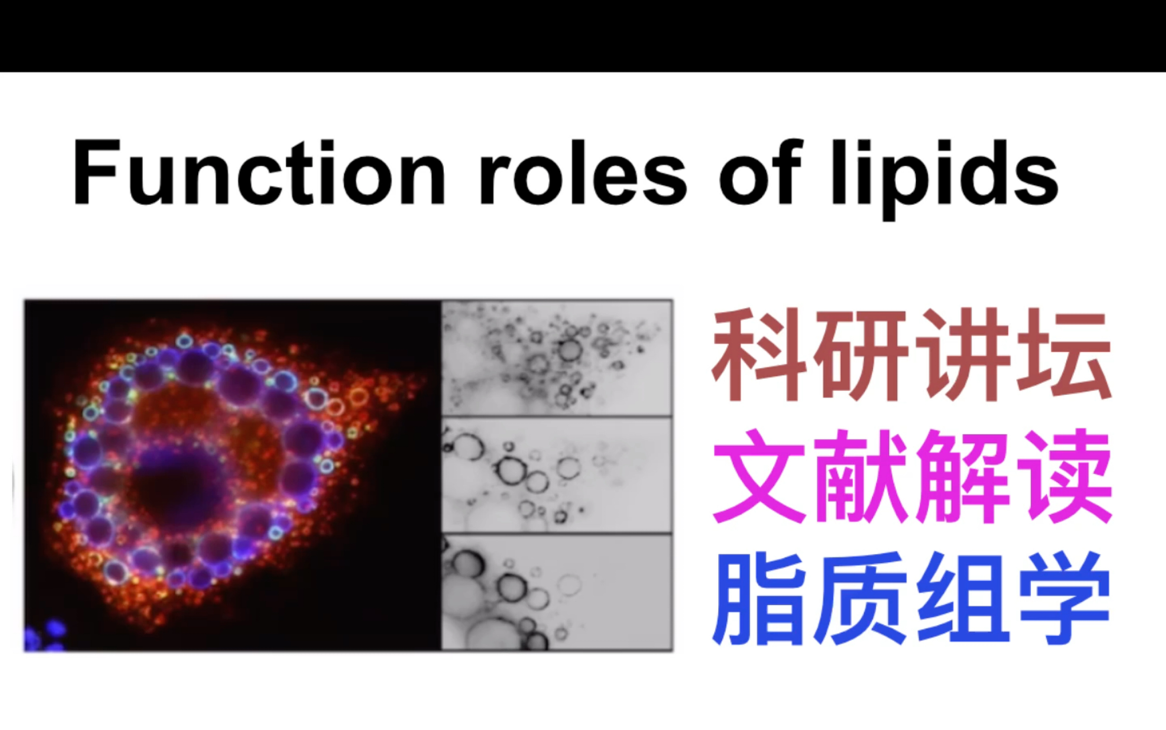 脂质功能介绍及脂质组学分析哔哩哔哩bilibili