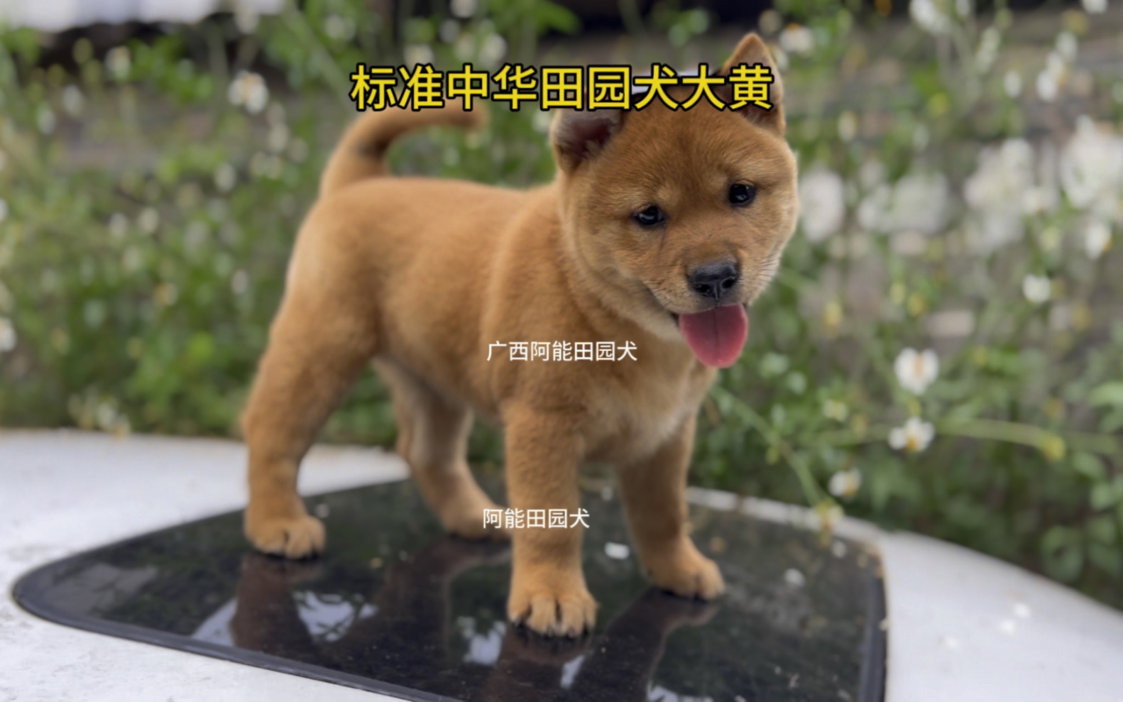 中华田园犬大黄哔哩哔哩bilibili