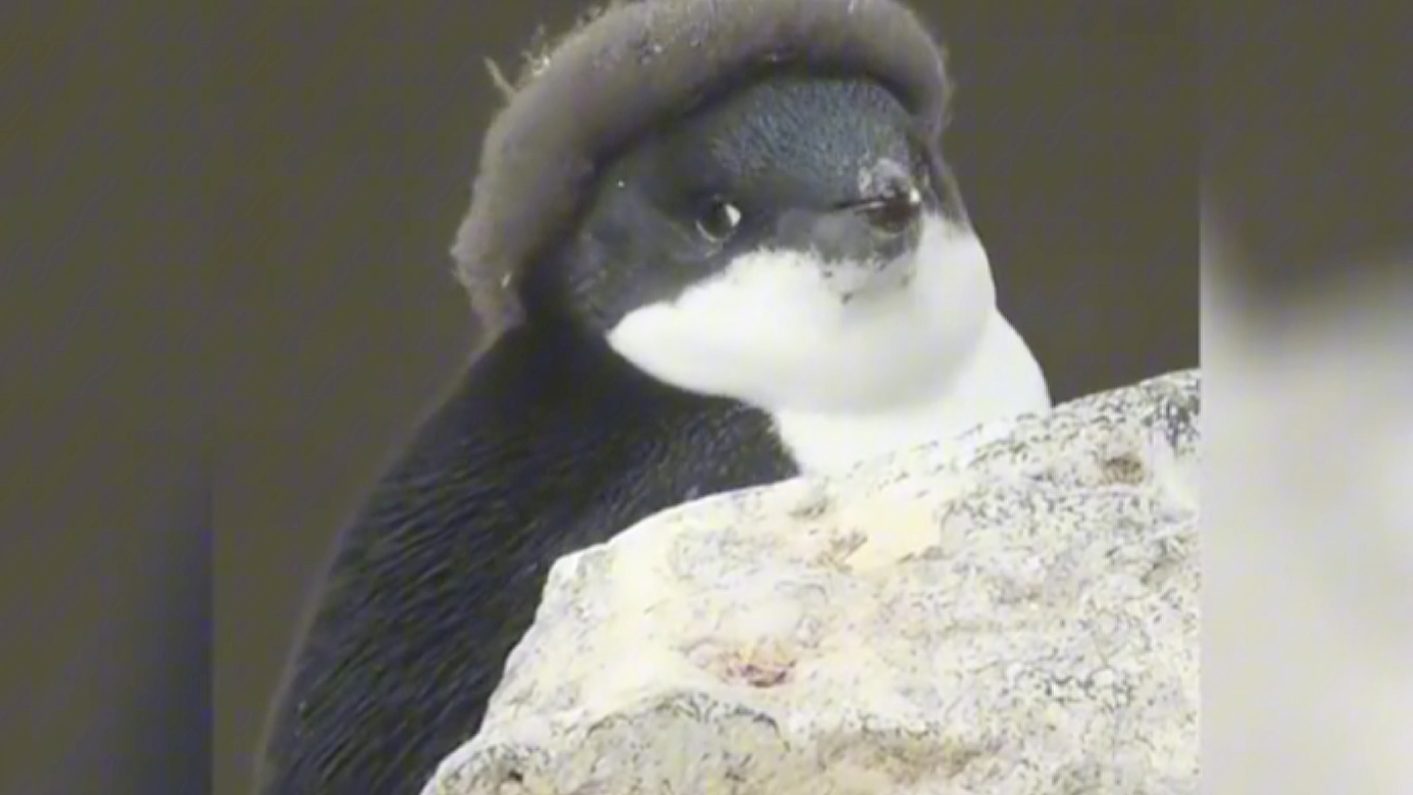 "锅盖头小企鹅"