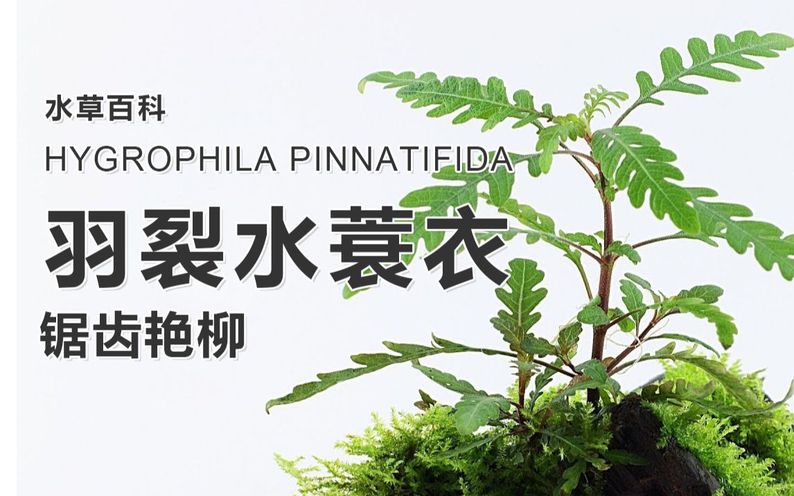 羽裂水蓑衣锯齿艳柳Hygrophila pinnatifida【水草百科】【4K】哔哩哔哩bilibili