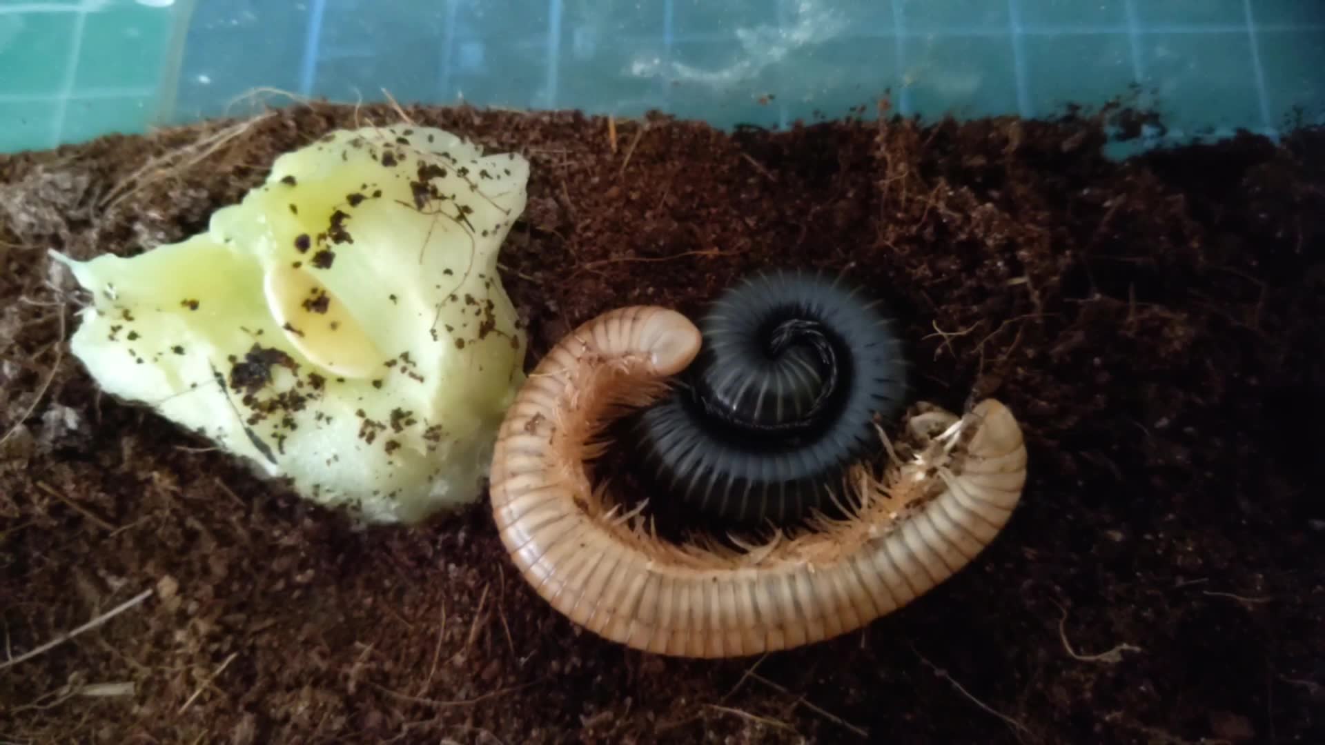 到家3个月的宠物马陆变身蜕皮了又长大了