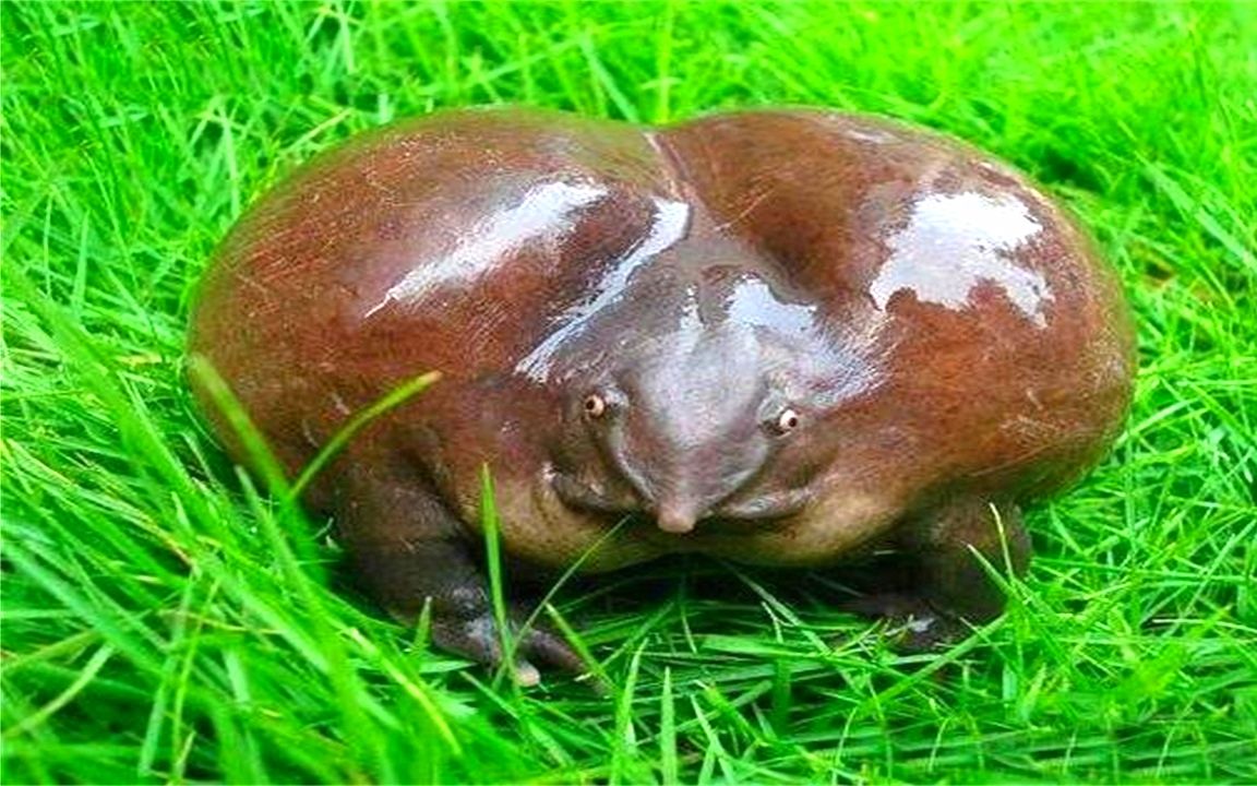 世界上最奇异的青蛙!长着猪一样的鼻子,存活了1.3亿年之久