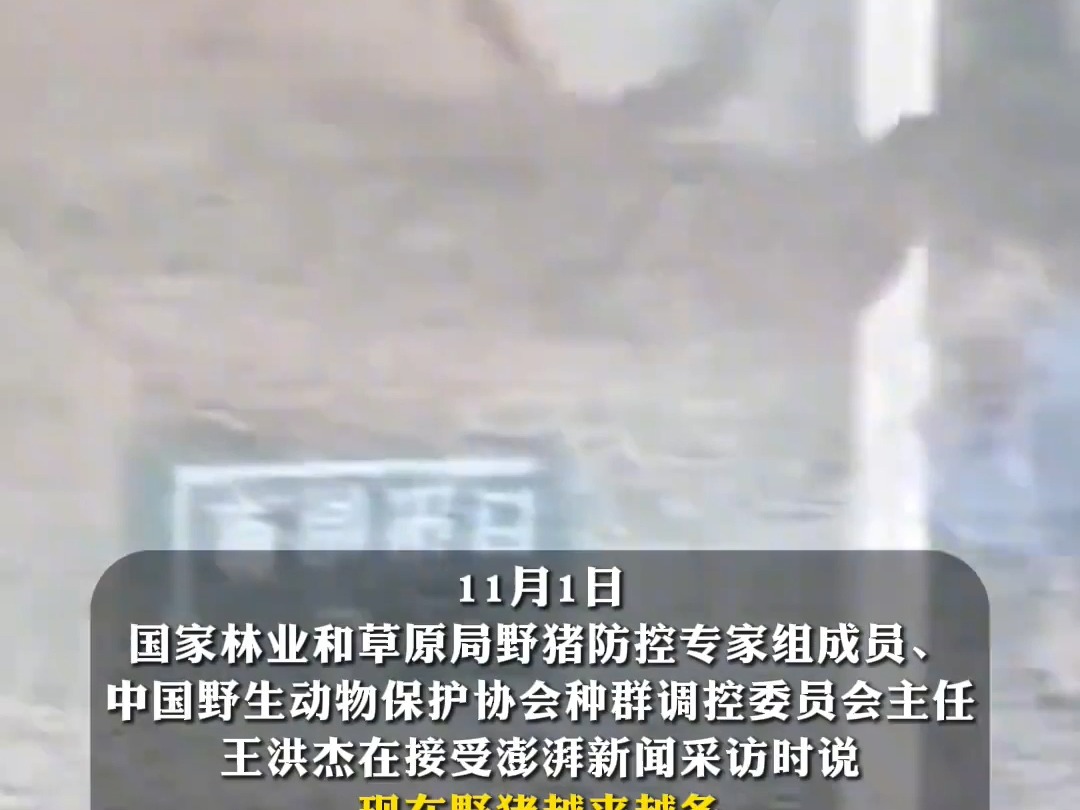 调控8年效果不佳,野猪致害涉全国26个省份,专家建议修法允许食用经检疫合格的猎捕野猪哔哩哔哩bilibili