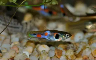 孔雀花鳉鱼 哔哩哔哩 Bilibili 孔雀花鳉鱼 哔哩哔哩 Bilibili