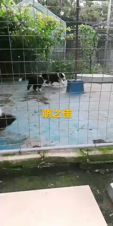 边境牧羊犬优点与缺点哔哩哔哩bilibili