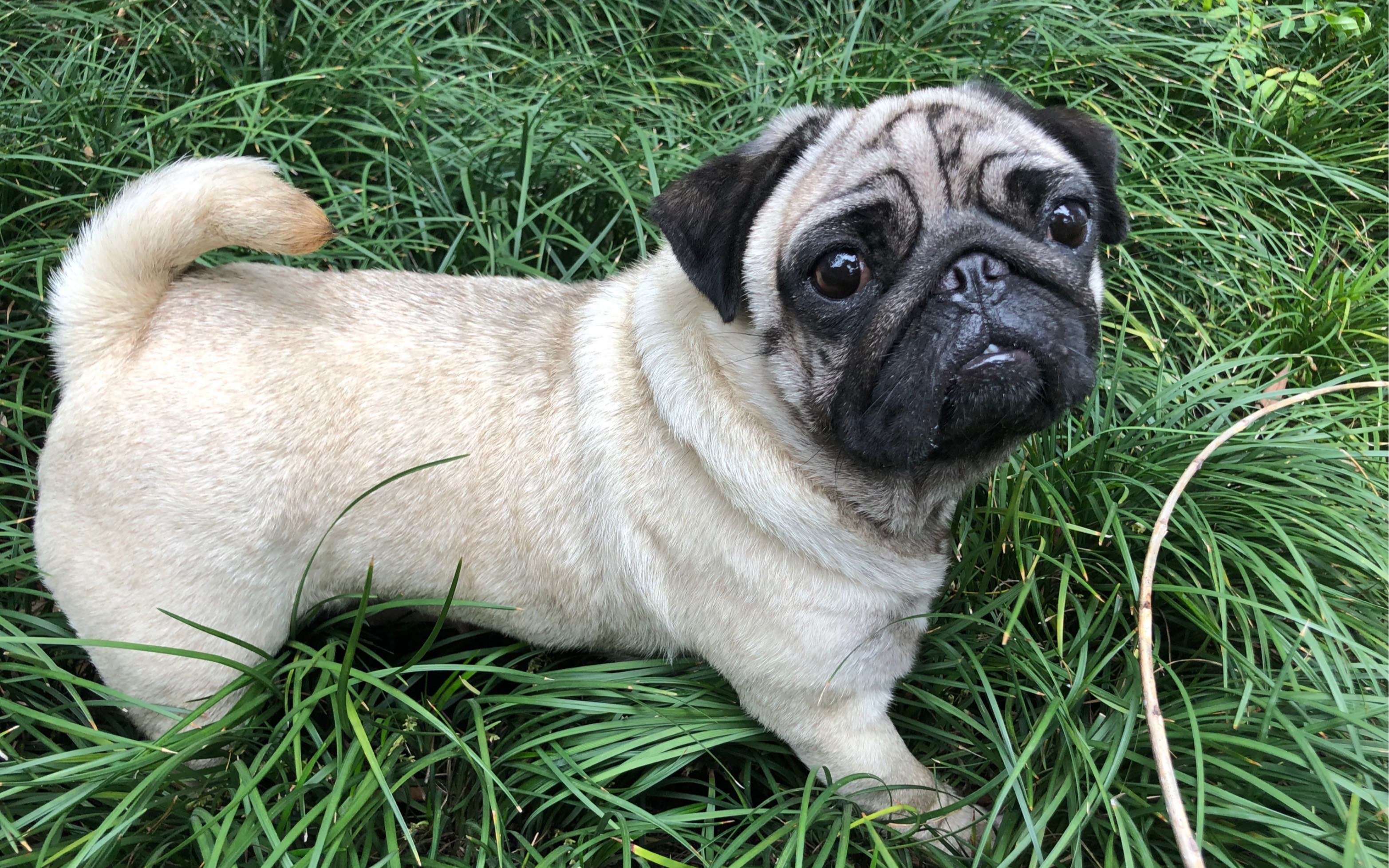 【巴哥】傻狗的一天之学习滑滑板