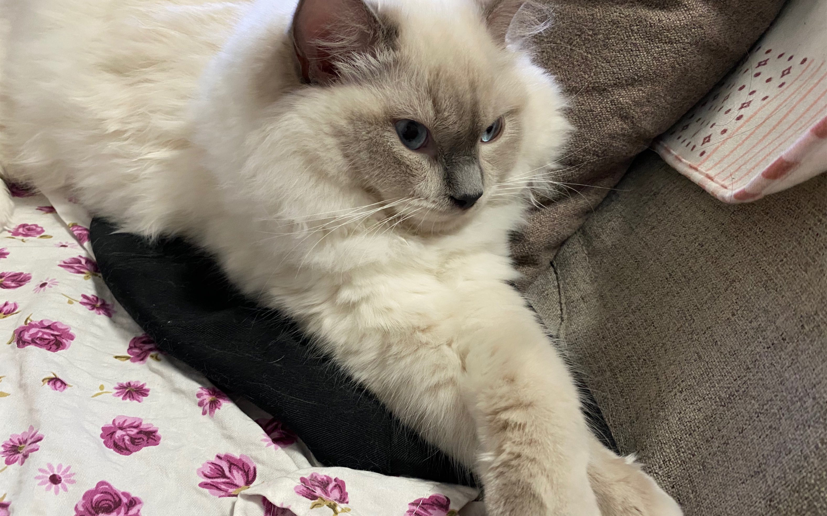 记录小笨猫快乐的一天.