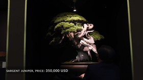 五叶松那须娘的整形与修剪 森由美 哔哩哔哩 つロ干杯 Bilibili