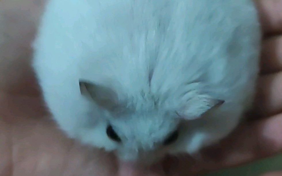 【三只仓鼠】叮咚～你的小可爱已上线～づ~ 06~づ