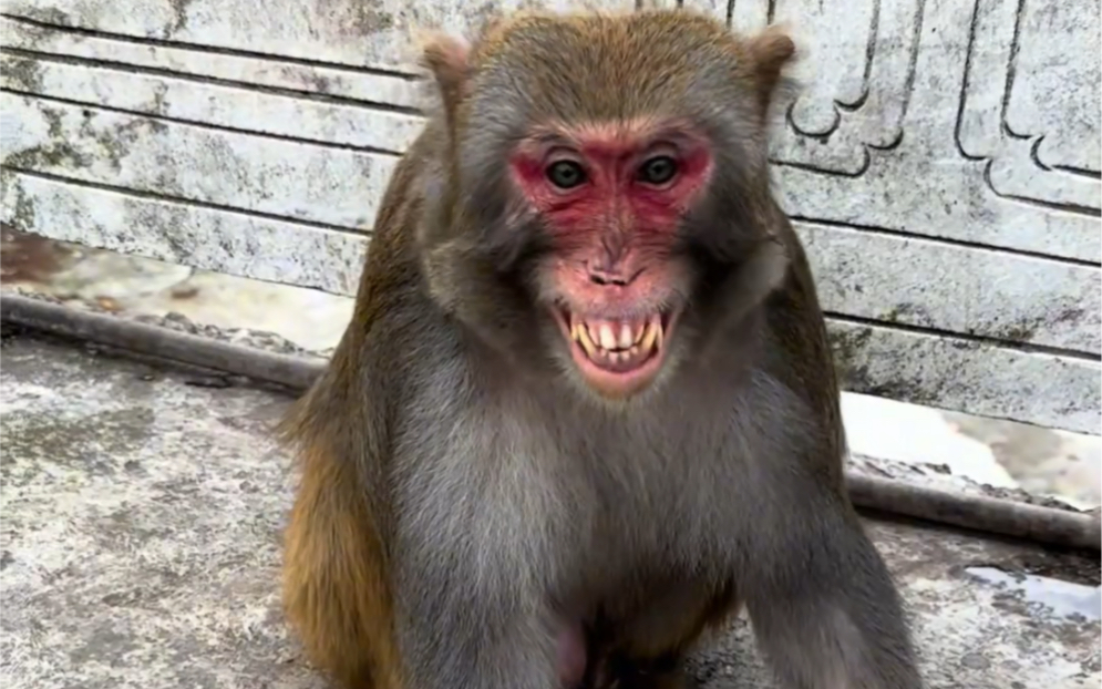 给猴子面包勉强笑