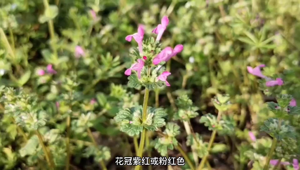 宝盖草——可爱又神奇的植物哔哩哔哩bilibili