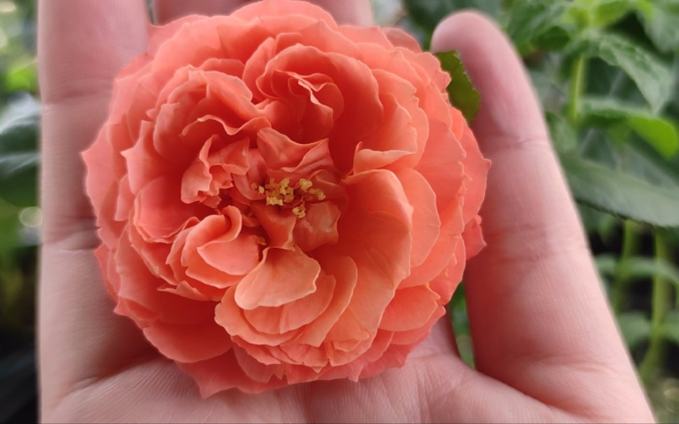 复花的月季炽炎,颜色不深,你觉得它漂亮吗?_哔哩哔哩_bilibili