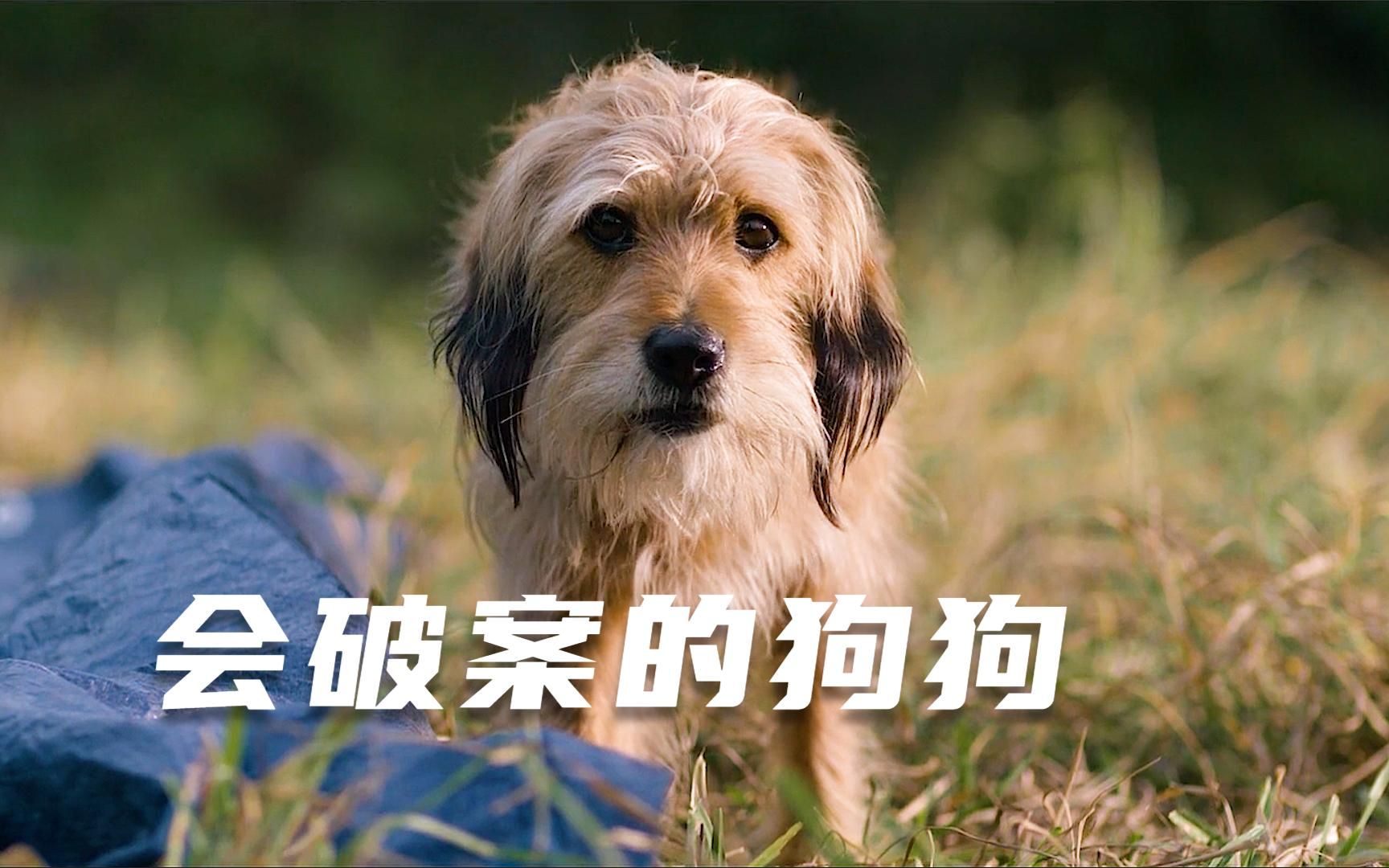 狗狗成精了它不但会收买其他狗还会营救主人神探狗笨吉