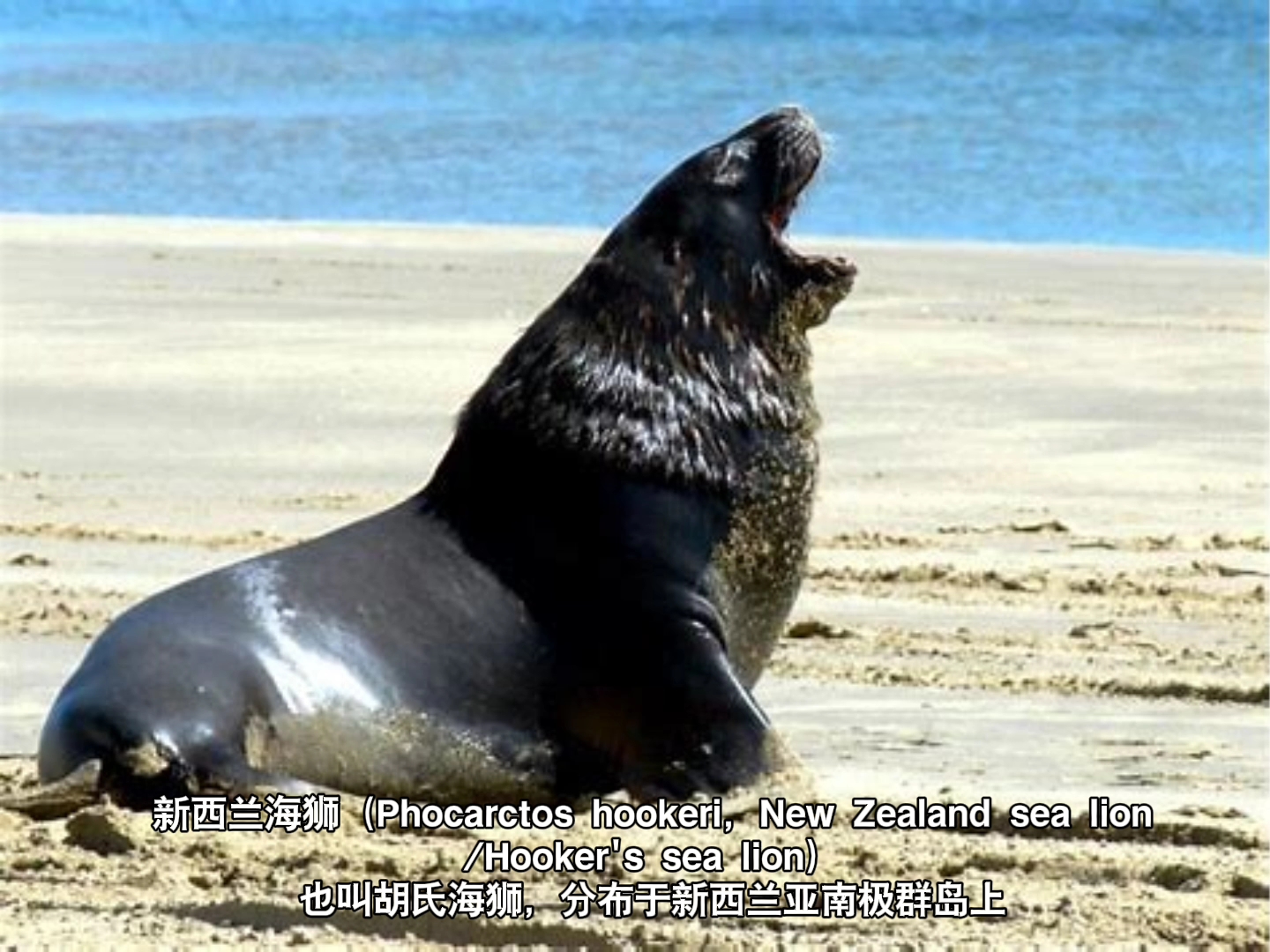 野生动物 盘点海狮海狗家族(海狮科)成员哔哩哔哩bilibili