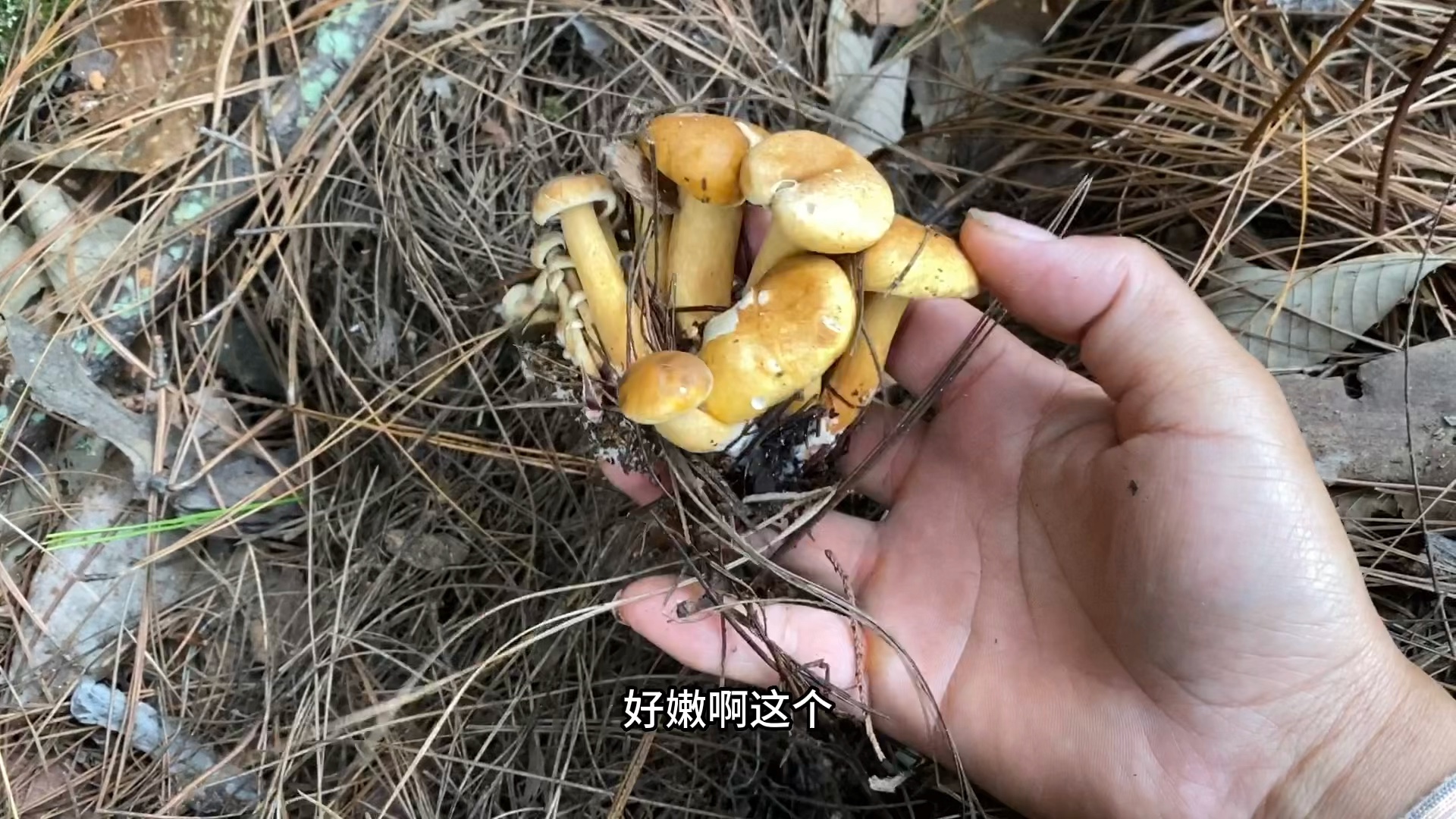 山里最常见的野生菌,麻布菌(红乳牛肝菌)多,不值钱哔哩哔哩bilibili