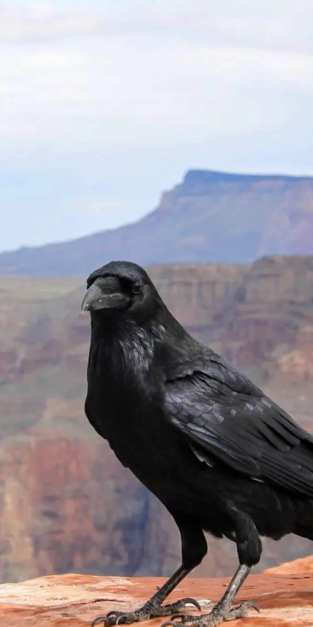 动物观察局,乌鸦x7