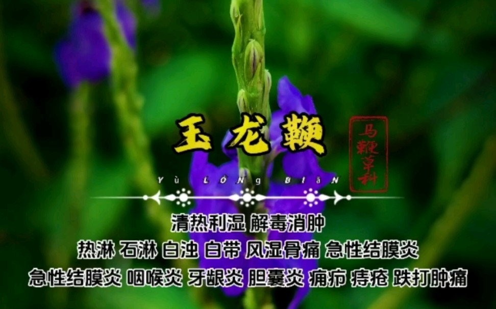 假马鞭,很多人不知道它的中药名【玉龙鞭】哔哩哔哩bilibili