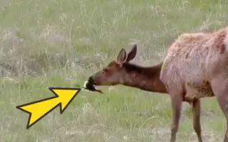 草食动物 哔哩哔哩 Bilibili