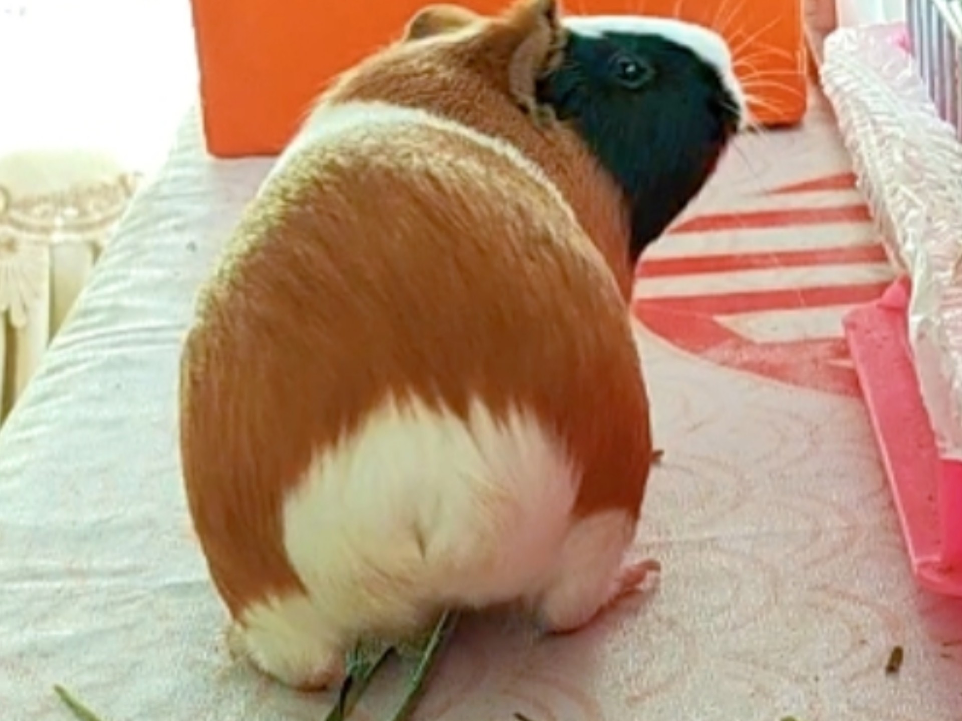 荷兰猪小黄一定要保护好自己的屁屁