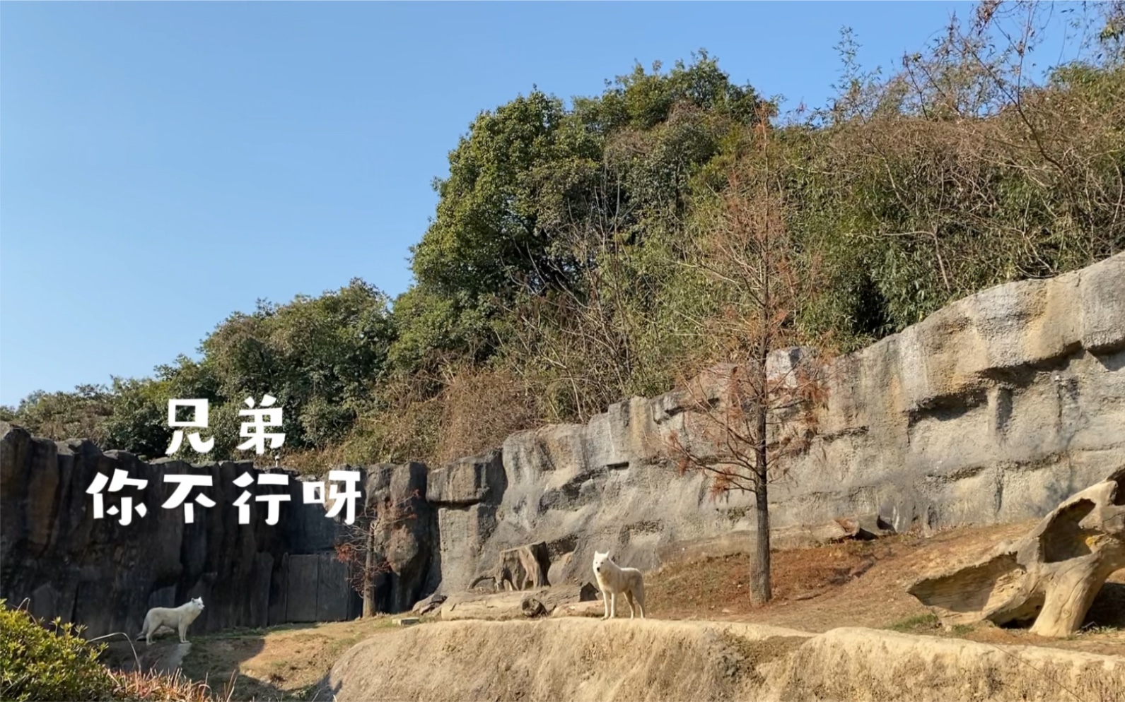 杭州野生動物園·一生要強狼嚎掰頭·原聲